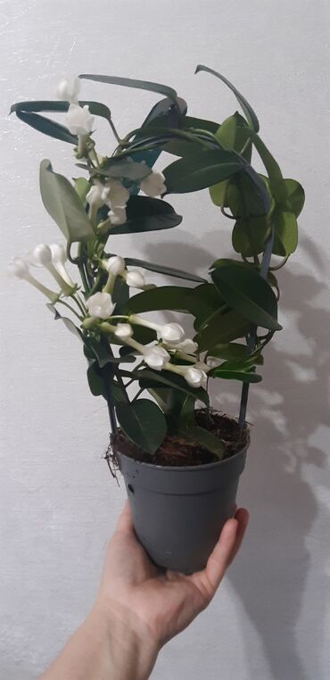 Другие комнатные растения: Ароматный жасмин в наличии
