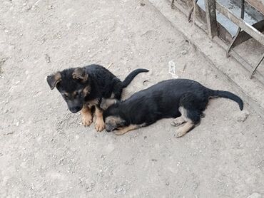 отдам в хорошие руки собаку: Немецкая овчарка, 1 месяц, Самец, С прививкой