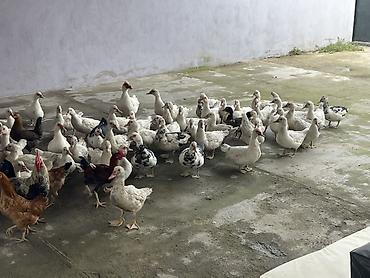 Salam ördekler satılır erkekde var dişiside hamısı laldı 15manatada lalafo.az -da Salam ördekler satılır erkekde var dişiside hamısı laldı 15manatada