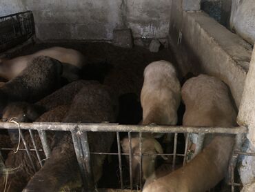 овцы токмок: Продаю | | Гиссарская, Арашан