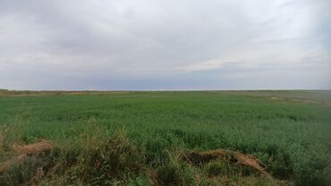 Продажа участков: 1300 соток, Для сельского хозяйства — 9