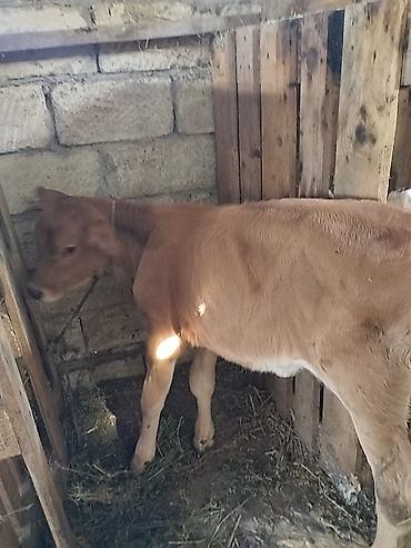 simmental inekler: Salam aleykum qapısına sakit sağlam heyvan istəyən buyurub gelsin — 3