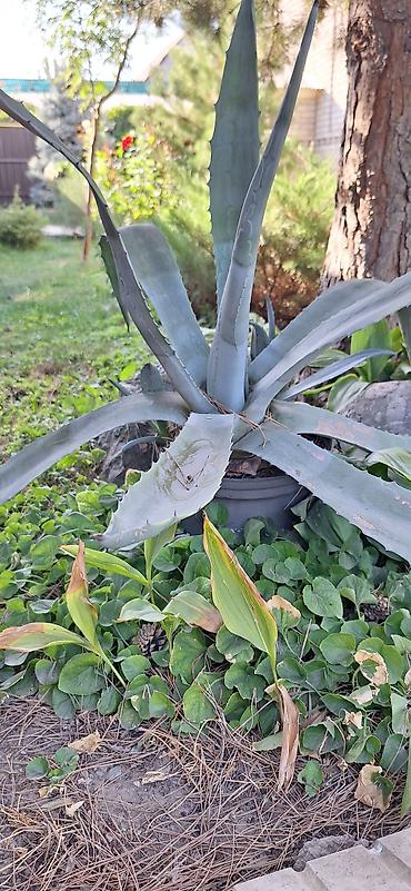 кончи: Агава американская (Agave americana) в горшке - Крупное декоративное — 5