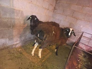 Баран, овца: Продаю | Баран (самец) | На забой, Для разведения — 3