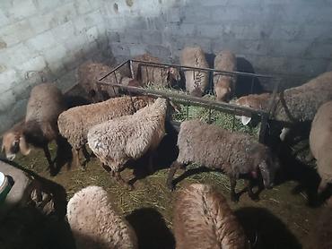 Продам с/х животных: Продаю | Ягненок — 3