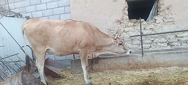 отдам кошку в добрые руки: Продаю | Корова (самка) | Для молока — 8