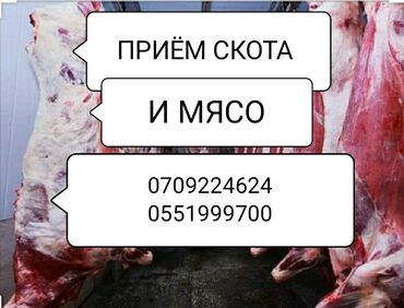 уй териси: Сатып алам | Уйлар, букалар | Союуга, этке, Акылуу жеткирүү, Бардык шартта