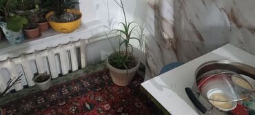 цена крышки на унитаз: Продам все цветы все что есть . кроме одной лимонки. только отптом и