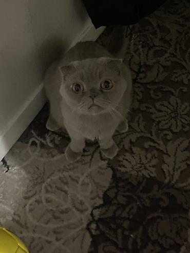 котенок скотиш фолд: Отдаем в добрые руки нашу Соню( в связи с переездом очень хорошая и — 2