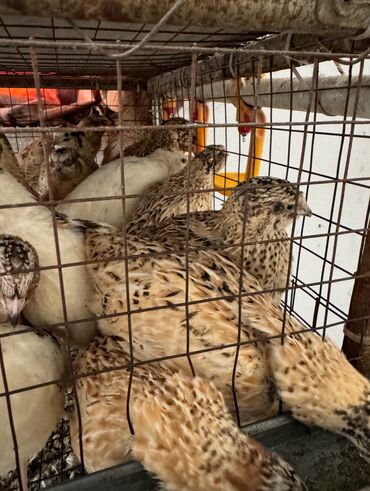 Товары и оборудование для с/х животных: Продается клетка для перепел — 13