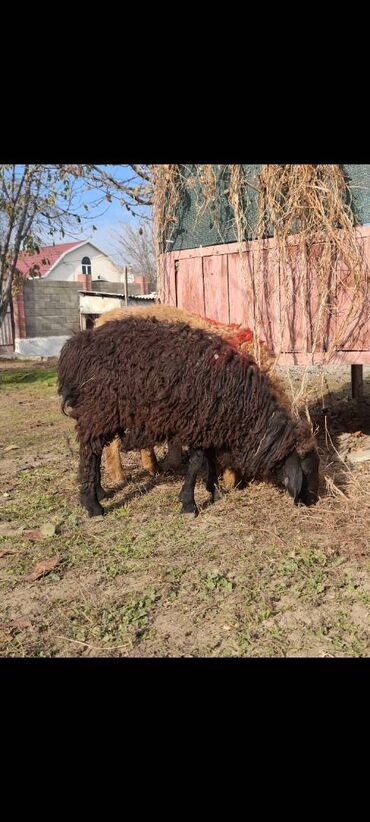 Бараны, овцы: Продаю | Овца (самка) — 1