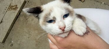 отдать котят в хорошие руки: Сиамская, Самка, В добрые руки, Бесплатная доставка