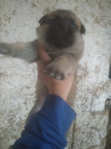 Продажа собак: Бельгийская овчарка, 1 месяц, Самец, С прививкой — 9