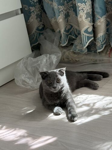 скоттиш фолд шотландская вислоухая кошка: Отдам даром .котенок шотландской вислоухой породы. 5месяцев