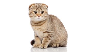 вислоухая кошка: For sell
Шотландская вислоухая кошка 3 месяца