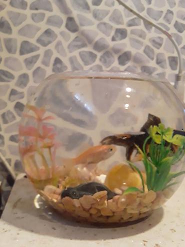 Akvariumlar: Şüşə akvarium dəsti - Dairəvi, şəffaf şüşə akvarium (balaca ölçülü — 6