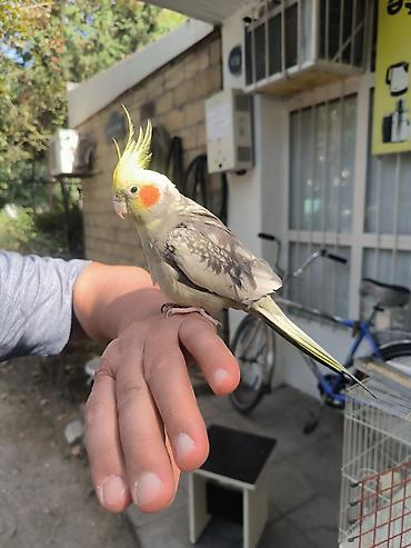 qus qəfəs: (Corella) papağanı və qəfəs dəsti - Növ: Corella daraqlı başlı — 5