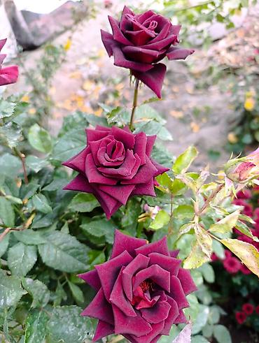 Массаж: Массаж | Остеохондроз, Холка на шее — 11