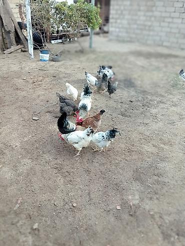 ucuz quzular: Toyuq, Yumurtalıq — 2