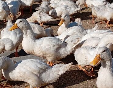 Ördəklər: Dişi, | Kuban, Ətlik, Ünvandan götürmə — 7