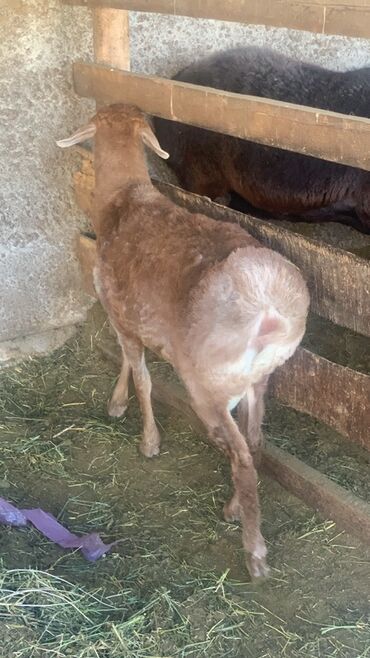 продажа коров: Сатам | Кочкор (эркек) | Арашан | Көбөйтүү үчүн | Жасалма жол менен боозутуу