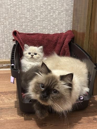 heyvan sikisi: Ragdoll cins balaca pişik – uzun tüklü, açıq krem rəngli, qulaqlar — 8