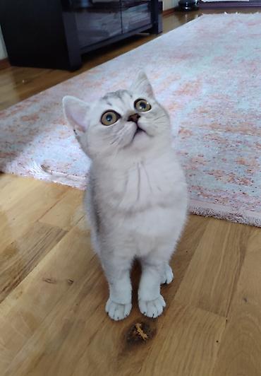 Pişiklər: Şotland, Ünvandan götürmə — 7