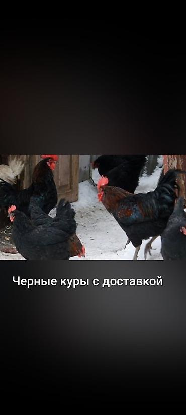 тоджон куры: Продаю | Куры | Для разведения — 1