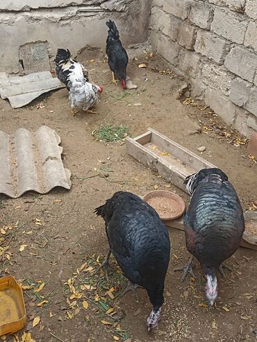 Hinduşka: Dişi, Damazlıq -da lalafo.az — 6 Hinduşka: Dişi, Damazlıq — 6