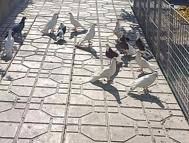quşlar: Salam göyerçinler satılır hası eni quyrug. içinde bir bala var 19 — 5
