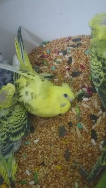 Tutuquşları: Tutuquşları — 23