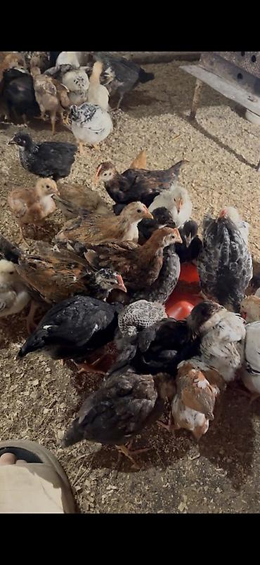 Cücələr: 45,50 günlük tam sağlam aktiv diribaş qarışığ kənd cücələri bütün — 6