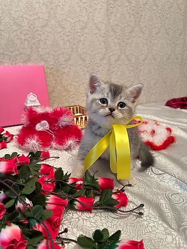 Pişiklər: Şotland — 8