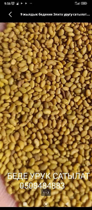 Люцерна: БЕДЕ УРУК САТЫЛАТ! МЕСНЫЙ КАРА - БАЛТАНЫКЫ. ОЗУБУЗДУН ЖЕРДИКИ — 4