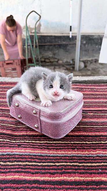 Мышыктар сатылат: Котята Отдам в хорошие руки. - Помёт из нескольких малышей: однотонные — 3