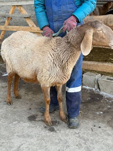 Бараны, овцы: Продаю | Баран (самец) | Эдильбаевская | Для разведения — 2