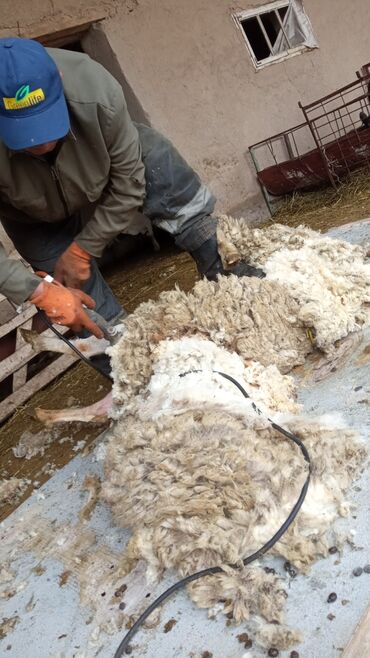 шерсть мериноса: Продаю | Овца (самка) | Меринос | Для шерсти | Матка