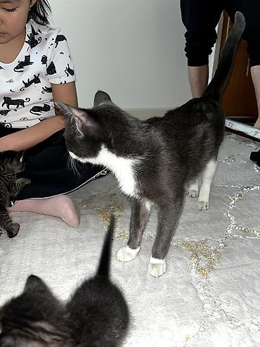 Продажа кошек: Продам кошку. вместе с ней идет её игрушка, кошачья мята и ошейник — 5