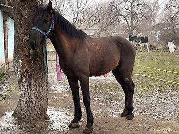 Лошади, кони: Продаю | Конь (самец) | Полукровка — 14