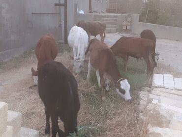cins ineklerin qiymeti: Dana, buzov, Erkək, Simental, ay: 5, 55 kq, Damazlıq, Ünvandan götürmə