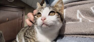 Pişiklər: Tabbi, Dişi, Yaxşı əllərə, Pulsuz çatdırılma — 8