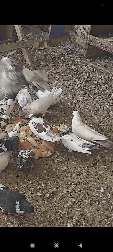 satılan atlar: Tərgizmə heyvanlardi kom satilir tek tek satilmir — 2