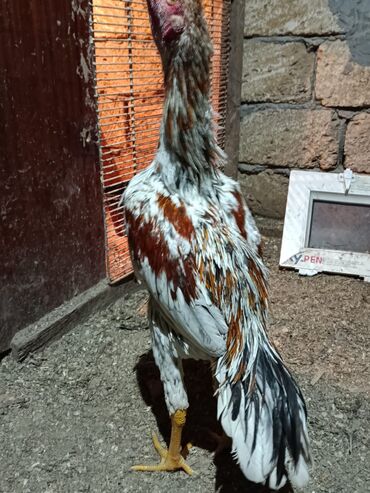 Xoruzlar: 7 ayliq becediler biri 70 azen super qani var — 8