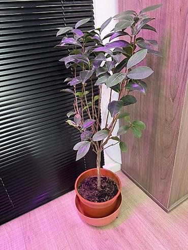 камелия: Камелия (Camellia japonica) в горшке - Комнатное/оранжерейное — 1
