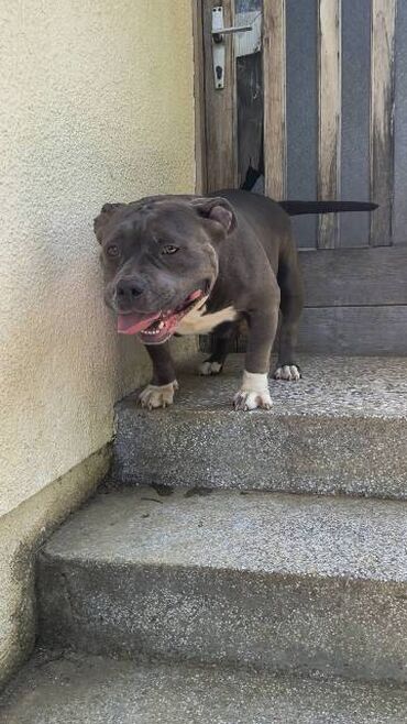 Psi: Američki Buli Poket štenci Prodajem štence rase American Bully Pocket — 14