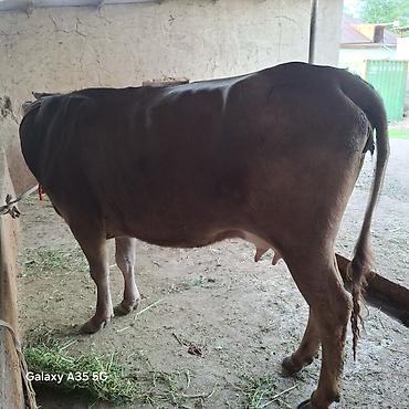 Коровы, быки: Продаю | Корова (самка) | Для молока — 8