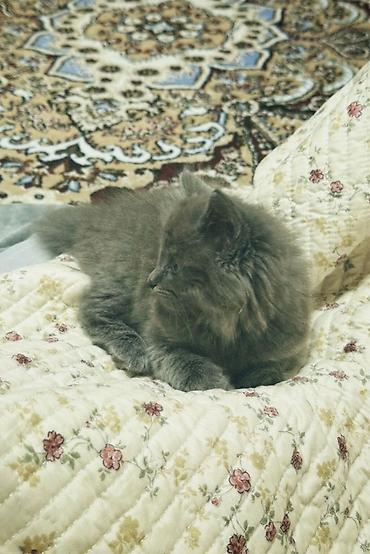 Продажа кошек: Скотиш Страйт (Шотландская прямоухая), 2 месяца, Мальчик, Серый, Приучена к лотку — 4