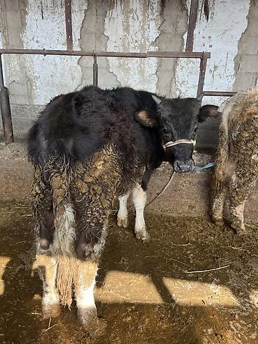 Коровы, быки: Продаю | Бык (самец) | Для разведения — 10