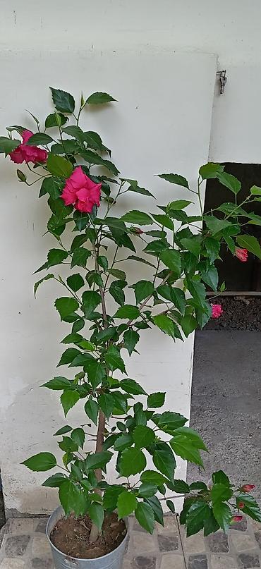 kala: Qırmızı hibiskus (Çin qızılgülü) – dibçək bitkisi - Növ: Hibiscus — 1