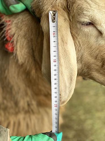 Баран, овца: Продаю | Баран (самец) | Для разведения | Племенные — 10